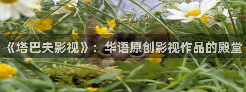 金牌影院\'：《塔巴夫影视》：华语原创影视作品的殿堂